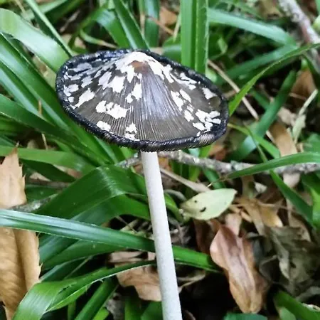 De Portilla Portilla de la Reina