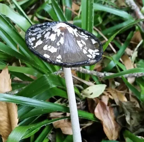 De Portilla Портилья-де-ла-Реина